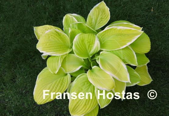 Hosta Saint Elmo's Fire